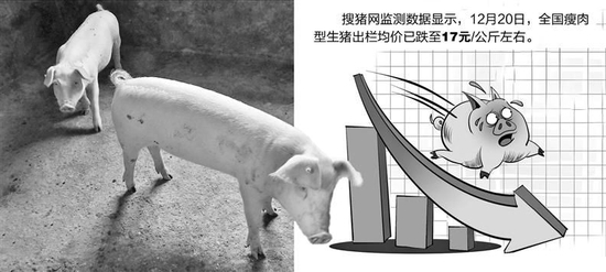 需求旺季出栏量增大 猪价跌至17元/公斤关口