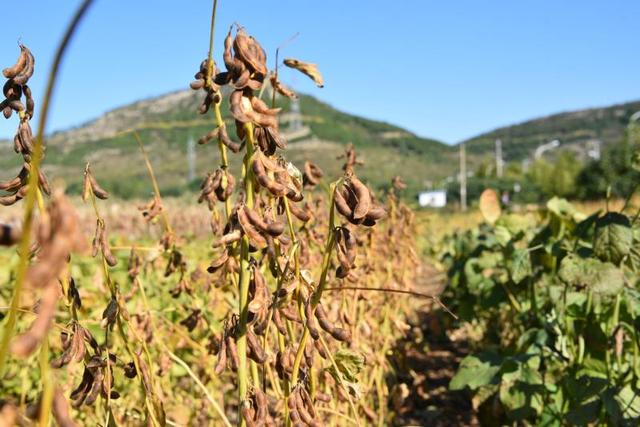 基因编辑育种产业化何时迎拐点？朱健康院士：政策护航，铺好正道